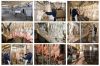 Halal Poultry Slaughte...