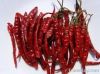 Chilli