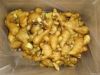 fresh ginger crop 2011