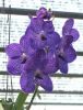 Blue Vanda