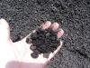 palm kernel shell