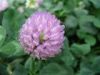 Red Clover Extract    ...