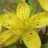 St. John's Wort E...