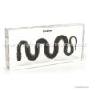Snake embedded specime...