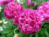 Paeonia lactifiora ext...