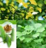 Ginkgo Biloba Leaf Ext...