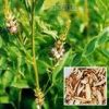 licorice  extract