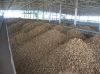 potato flake productio...