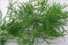 dill tips