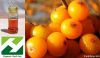 Seabuckthorn Berry Oil...