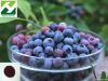 Bilberry Extract-Anthocyanidin(5%-25%)