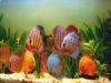 Aquarium fishes & ...