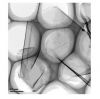 Carboxyl Graphene