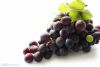 Grape Seed Extract