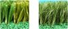 Football Grass