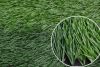 Football Grass