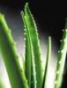 Aloe Vera Extract