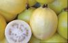 Guava-Guyaba