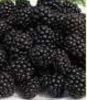 freeze dried vegetables and freeze dried fruits
