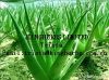 Aloe Vera Leaf extract