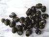 Winkles (littorina lit...