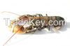 Live Blue Lobster (hom...