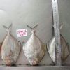 Pomfret Fish (IQF-Whol...