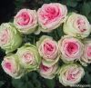 garden roses