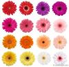 gerbera