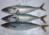 pacific mackerel?Scomber Japonicus?
