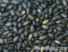 Black Sesame Extract sesamin