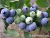 Blueberry Extract