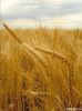 Wheat Flour Supplier| ...