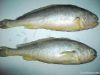 Frozen Yellow Croaker