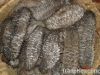 Dried Sea cucumber