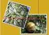 Pumpkin seed kernel GWS