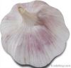 Chinese Fresh Normal W...
