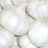 Chinese Fresh Pure Whi...