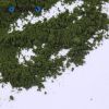 Chlorella