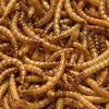 dried mealworms