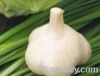 garlic from China