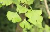 Dried ginkgo leaf/Gink...