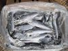 frozen sardine