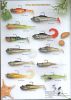 Soft Fishing Lures