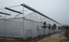 Multi-Span Plastic Greenhouse