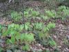 Horny Goat Weed Extrac...