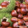 Fresh Chinese Chestnuts