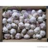 organic garlic