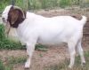red meat (goat meat, c...