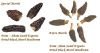 Indian Black Dried Mor...